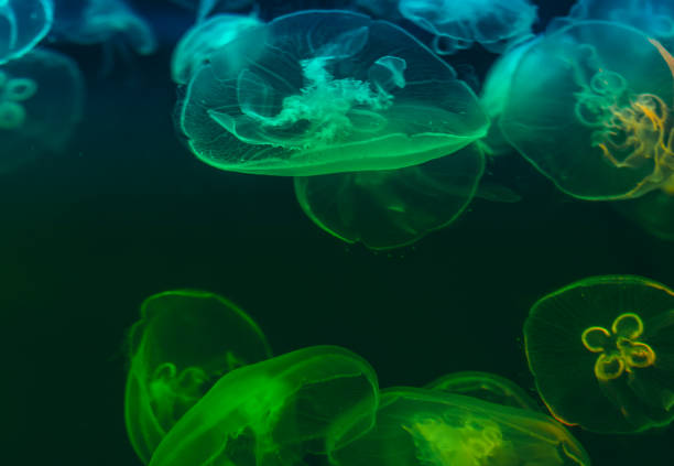 istock Close-up of jellyfishes 1084893992