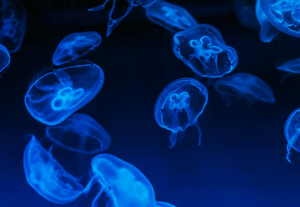 istock Close-up of jellyfishes 1084895018