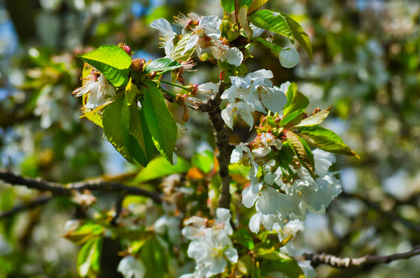 istock White cherry blossoms on a sunny day 1084896974