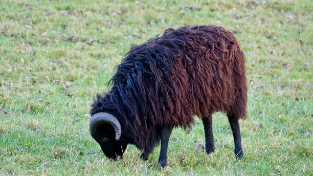 istock Sheep with horn on a meadow 1084906638