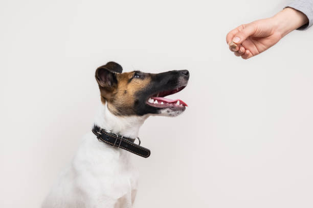 astucieux fox terrier chiot prenant un treet d’origine humaine, isolé - treet photos et images de collection