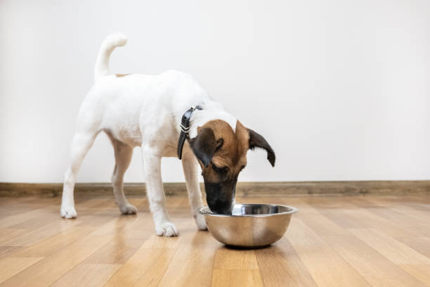 istock Smooth fox terrier puppy eats from bowl in a room 1084909104