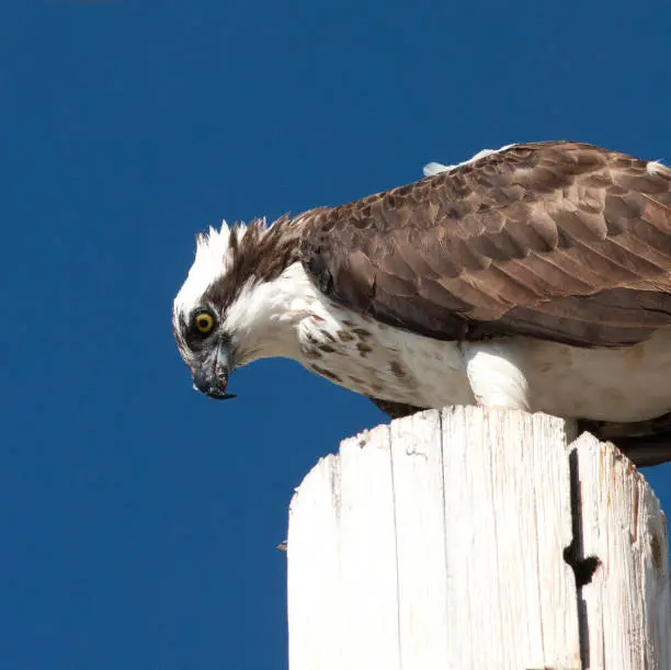 Photo of Osprey on Post