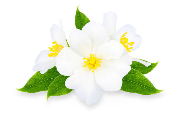 istock Jasmine branch with shadow isolated on white background 1084911688
