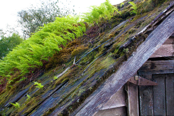 Roof with Ferns stock photo