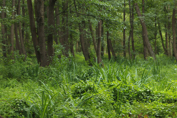 istock Marshy place in Latvia 1084915300