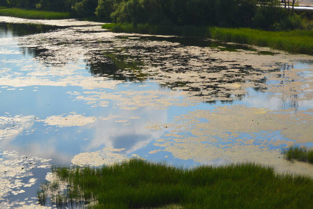 istock leaves are blooming water lilies and algae on the river 1084915310