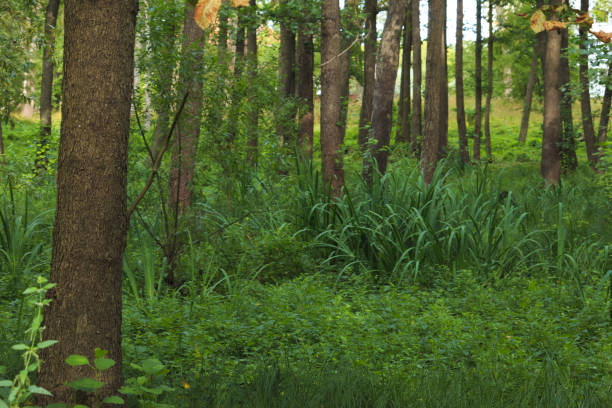 istock Marshy place in Latvia 1084915314