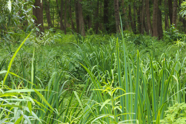 istock Marshy place in Latvia 1084915444