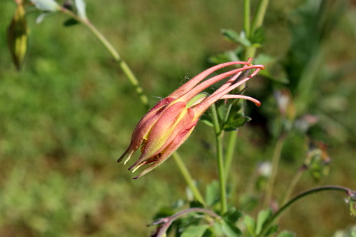 Aquilegia skinneri Tequila Sunrise or Columbine or Granny's bonnet closed bright red to copper-red, orange with golden yellow center flower side view in local garden