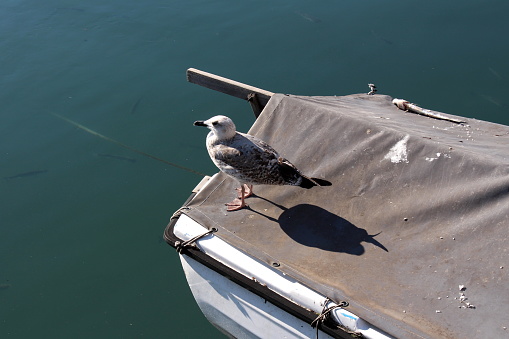 White and grey seagull standing on the edge of small covered wooden white boat in the middle of sea canal on warm sunny day