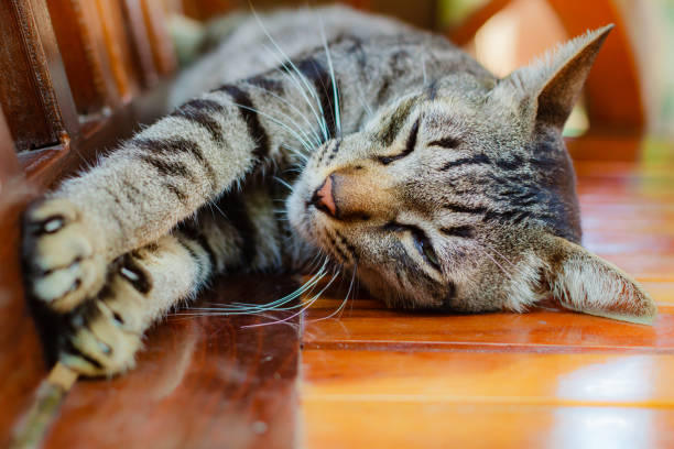 istock Thai cat, lovely animal at home . 1084916682