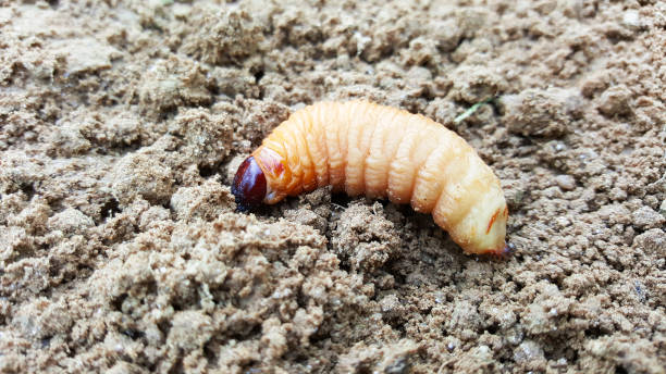istock sago worm, larvae from the red palm weevil on soil 1084916710