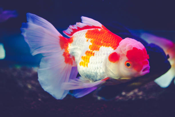 istock Goldfish in a glass cabinet. 1084916752