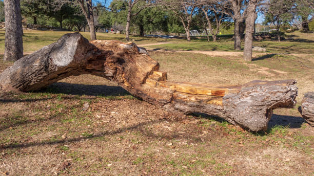 istock Bench seat in a park carved from large fallen tree trunk 1084918180