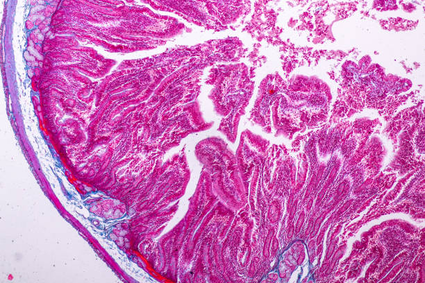 istock Tissue of small intestine or small bowel under the microscopic in Lab. 1084918316