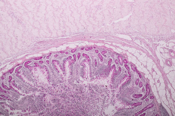 istock Tissue of small intestine or small bowel under the microscopic in Lab. 1084919040