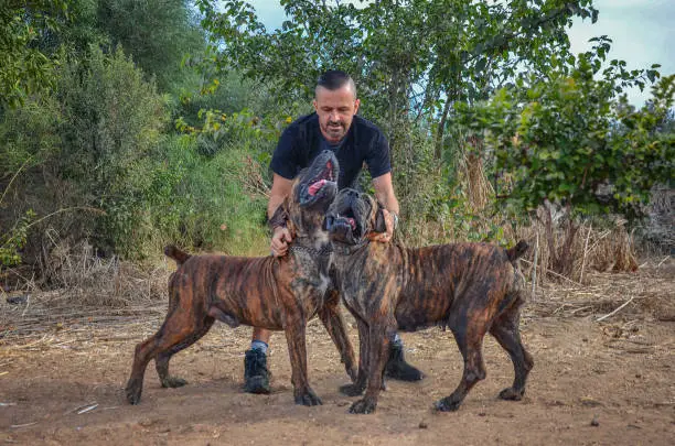 The two begetters of stock on the farm. Male and bitch are the adult Boerboel dogs of brindle color with the weight of 60 Kg. The male is on the left and bitch is on the right. They are very excited to meet the owner. The chaps open in a smile-producing row of sharp white teeth.