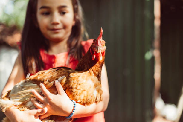 istock Girl hugging a brown hen 1084920820
