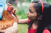 Cute child staring a brown hen face to face