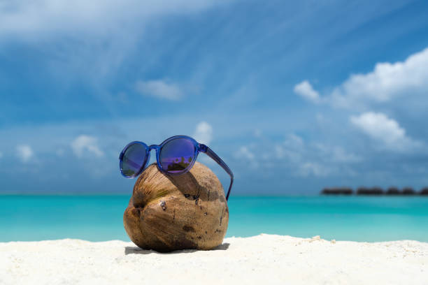 gold plated coconut in tropical nature. scavenger hunt for the golden coconut