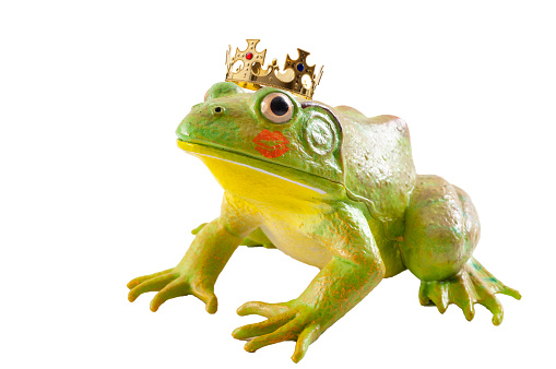 The tale of the Frog Prince and old fairytale concept with a toad wearing a king s golden crown and red lipstick marks from a kiss isolated on white background with a clipping path cut out