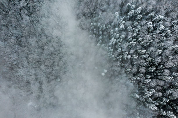 Beautiful idyllic landscape with evergreen tree forest covered in snow in wintertime