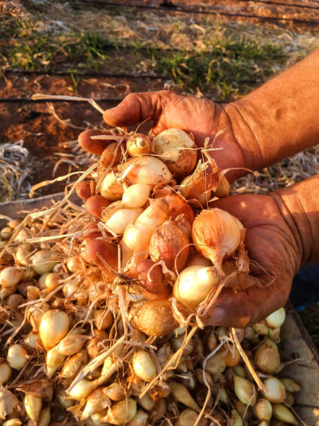 istock Onion in abundance 1084928572