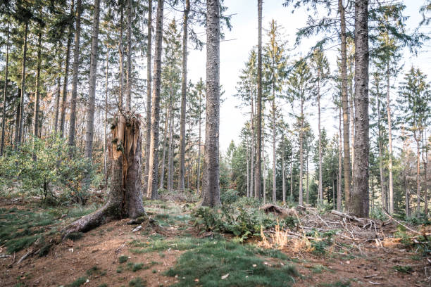 istock Autumn in the forest 1084931350
