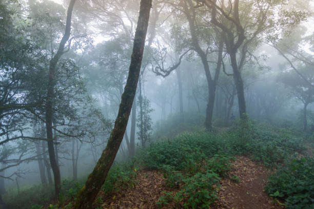 istock pine tree rainforest at mon jong national park ,chaing mai,Thailand 1084933652