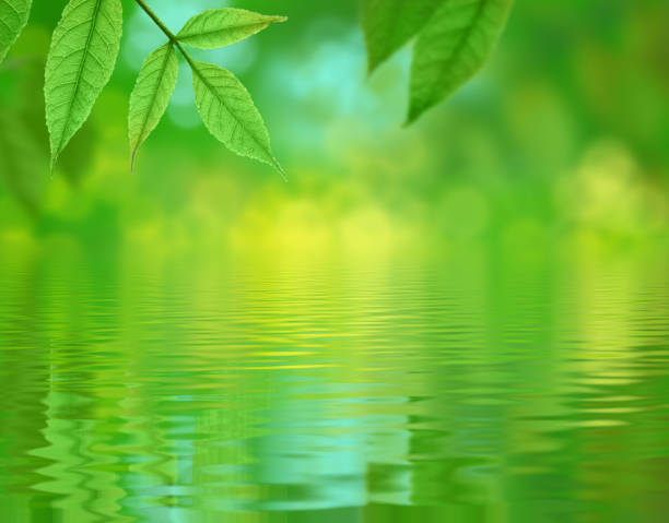istock fresh leaves reflected in the water, spring green background 1084933918