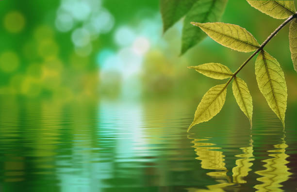 istock fresh leaves reflected in the water, spring green background 1084933942