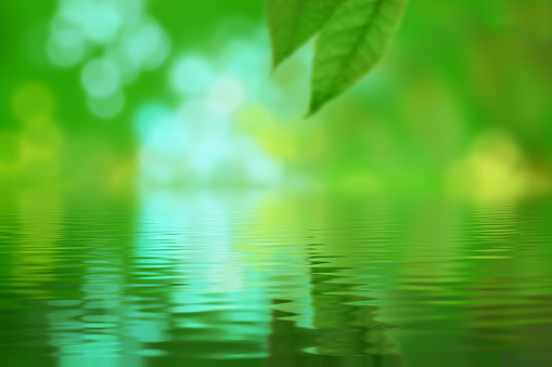 fresh leaves reflected in the water, spring green background