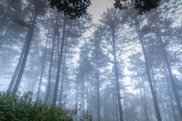 istock pine tree rainforest at mon jong national park ,chaing mai,Thailand 1084934272
