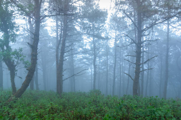 istock pine tree rainforest at mon jong national park ,chaing mai,Thailand 1084936186