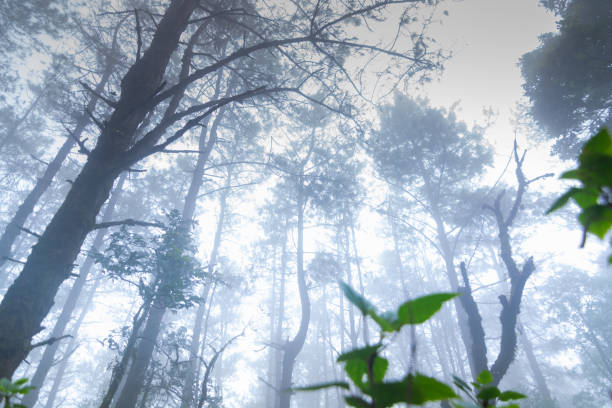 istock pine tree rainforest at mon jong national park ,chaing mai,Thailand 1084938398