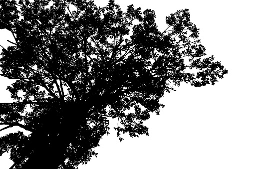 tree silhouettes beautiful on white background