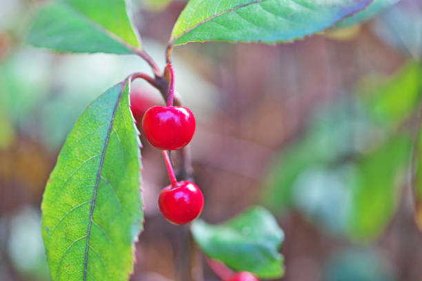 istock Ardisia japonica 1084948774