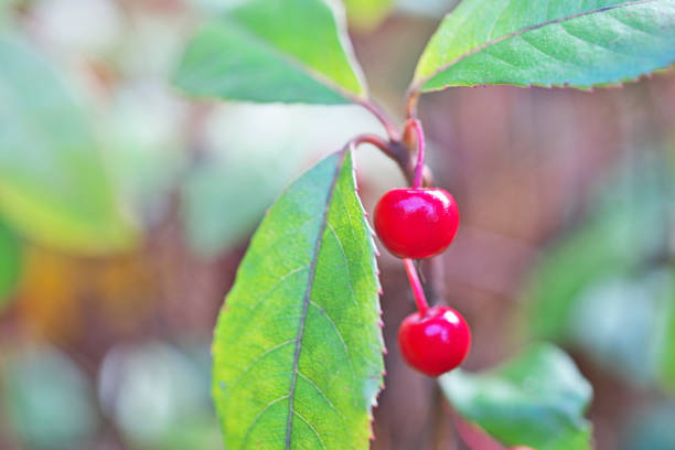 istock Ardisia japonica 1084948784