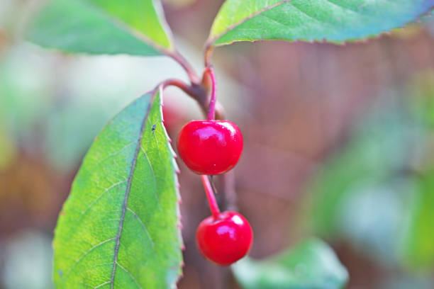 istock Ardisia japonica 1084948830