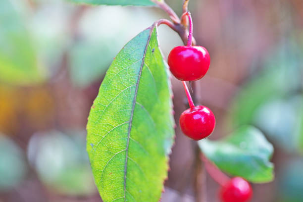 istock Ardisia japonica 1084948882
