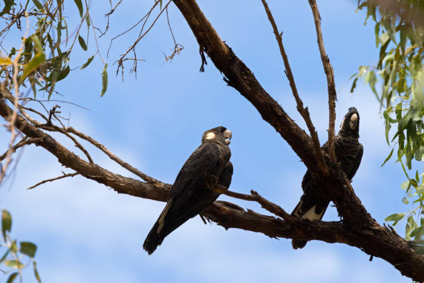 istock Two black cockatoo bird perching on Eucalyptus branch in Western Australia 1084948966