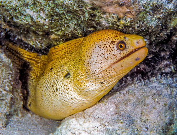 istock Golden Moray ell on coral reef 1084949018