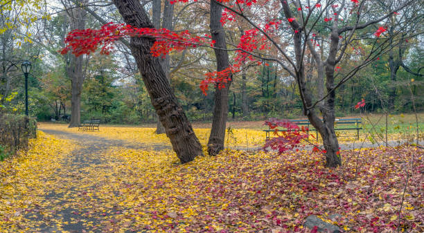 istock Central Park, New York City in autumn 1084949042
