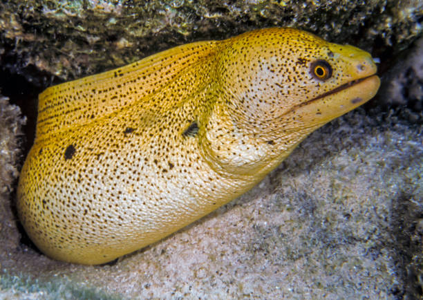 istock Golden Moray ell on coral reef 1084949470