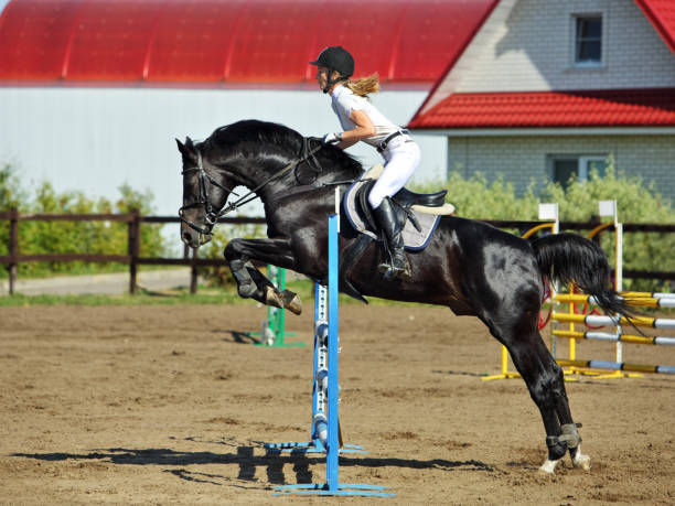 跳躍馬と障害馬術の女の子 - horse cutting competition ストックフォトと画像