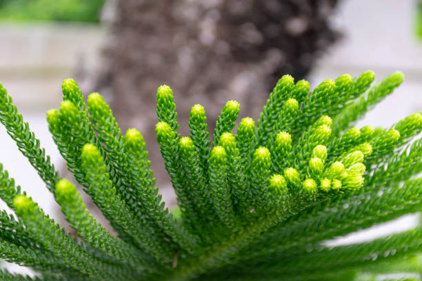 istock abstract background of Norfolk Island Pine Tree soft focus 1084959778
