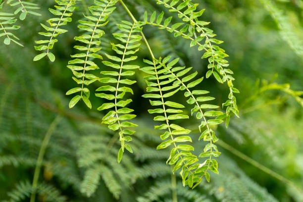 istock Green leaf background or the naturally walls texture Ideal (selective focus) 1084959812