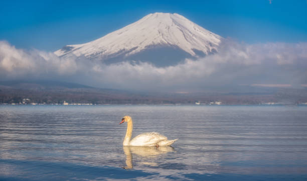 istock Swan in lake yamanaka 1084962126