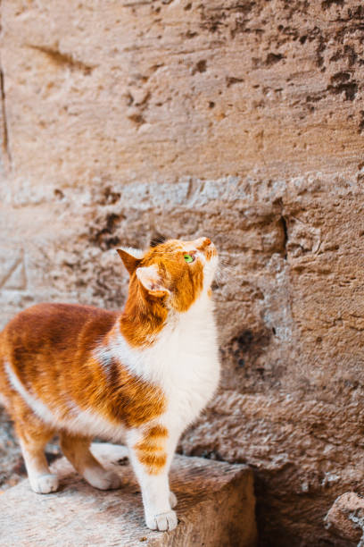 istock A lonely red cat with big green eyes looks up 1084965258